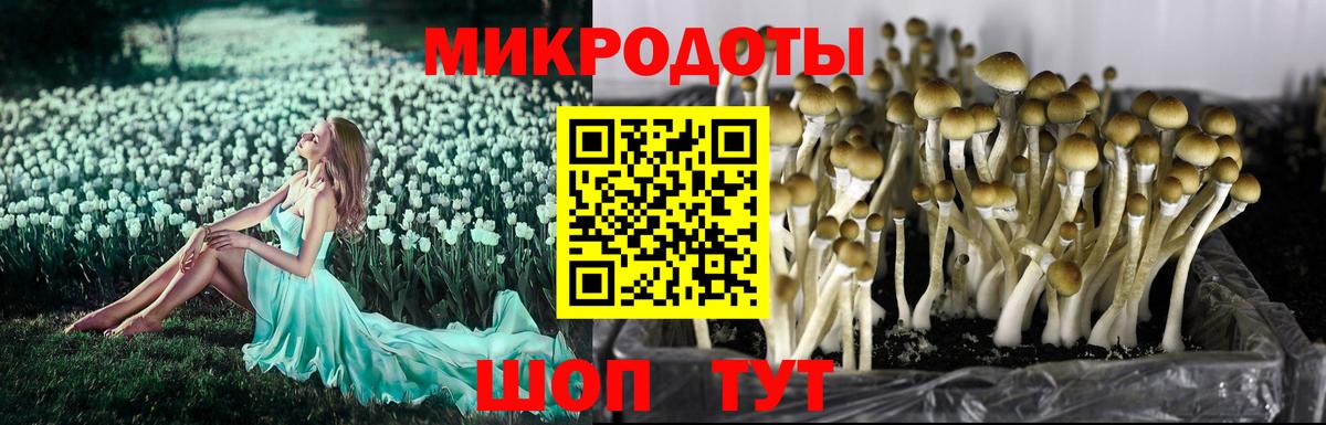 Псилоцибиновые грибы Cubensis Ноябрьск